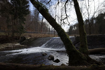 Scenic view of river amidst trees in forest