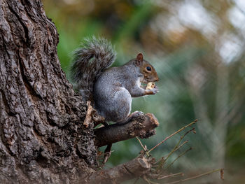 A british grey squirrel eating an acorn