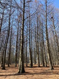 Bare trees in forest