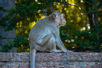 Monkey sitting on the wall