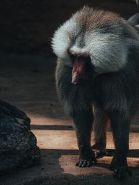 Monkey sitting on rock