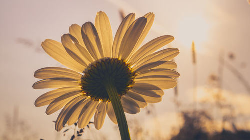 Close-up of daisy flowers