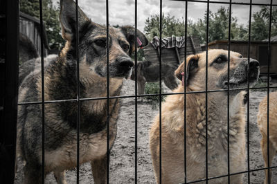 Dog in animal shelter waiting for adoption. portrait of red homeless dog in animal shelter cage.