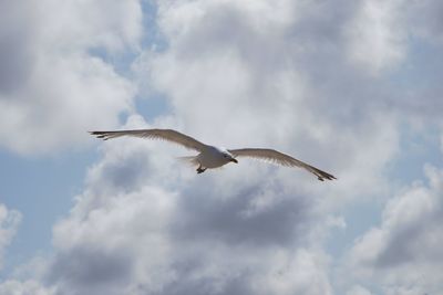 Low angle view of seagulls flying in sky