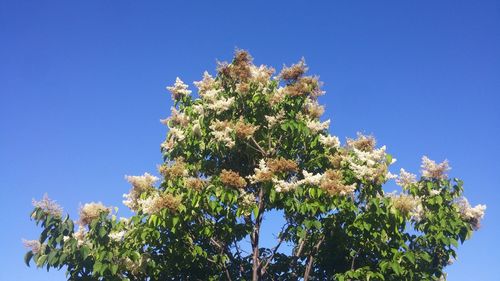 Low angle view of trees against blue sky