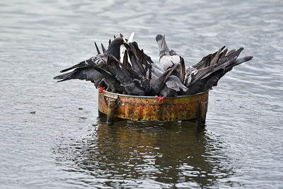 Birds on a lake