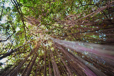 Trees in forest against sky