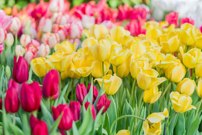 Close-up of tulips