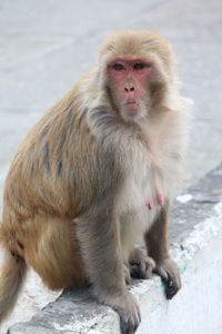 Portrait of monkey sitting on snow