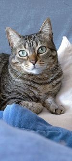 Close-up of cat lying on bed