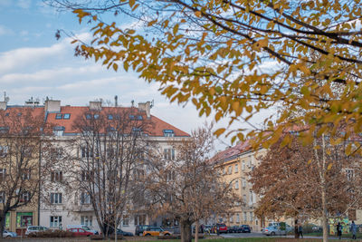 Trees and buildings against sky