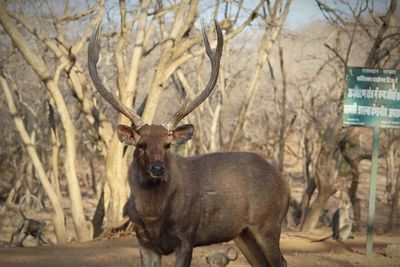 Portrait of deer