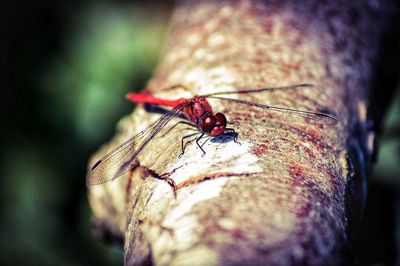 Close-up of housefly on tree trunk