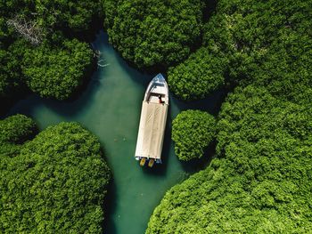 High angle view of woman amidst plants