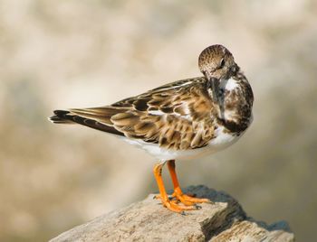 Close-up of bird perching on rock