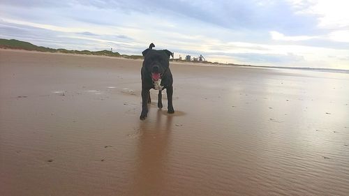 Dog on beach against sky