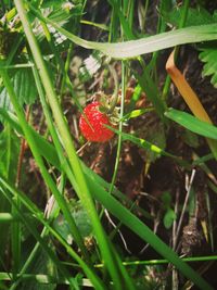 High angle view of red berries on plant in field