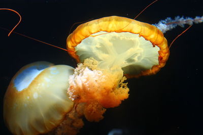 Close-up of jellyfish in water