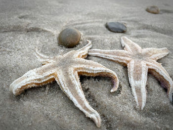 Close-up of crab on beach