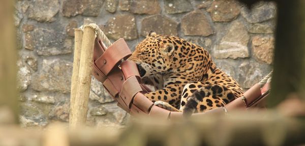 Jaguar lying on hammock against wall at zoo