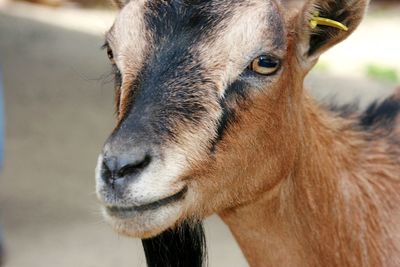 Close-up portrait of goat