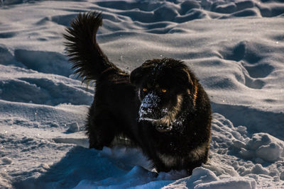 Dog on snow during winter