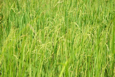 Close-up of grass growing in field