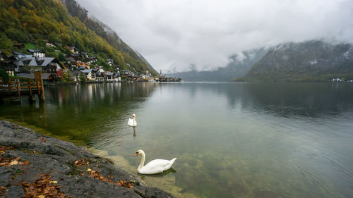 Swans swimming in lake against mountains