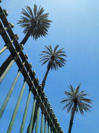 Low angle view of palm trees against blue sky