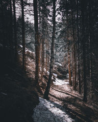 Footpath amidst trees in forest