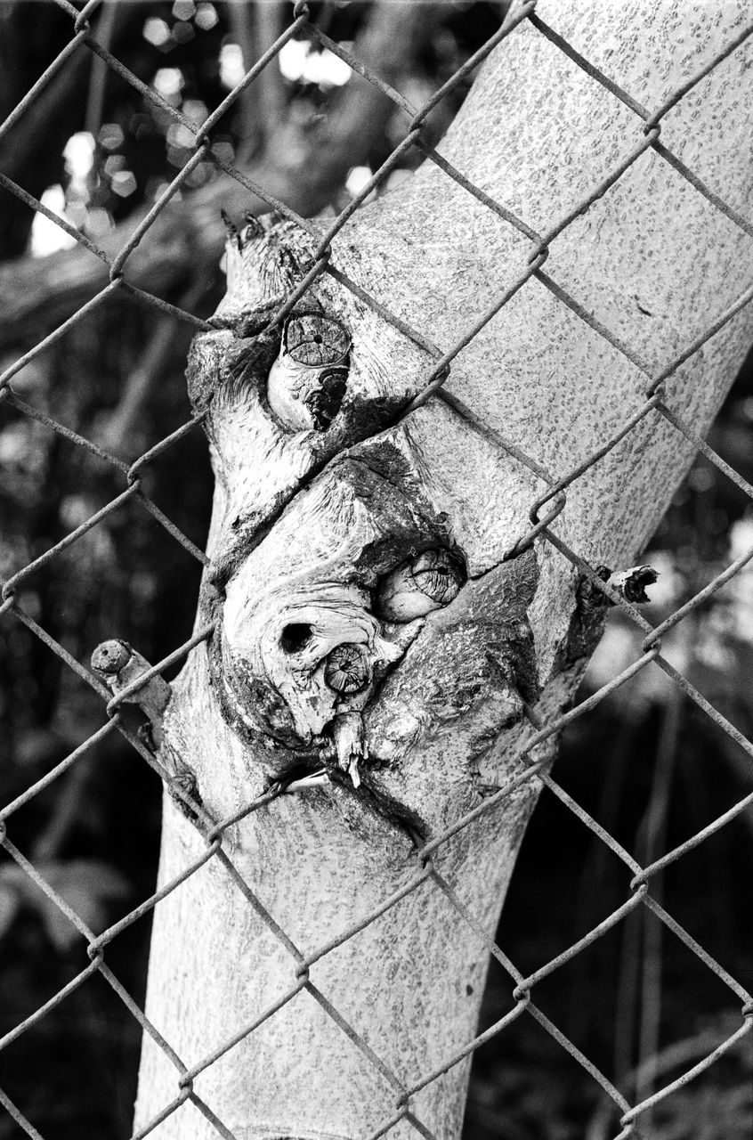 chainlink fence, close-up, focus on foreground, animal themes, one animal, fence, protection, natural pattern, wildlife, pattern, animals in the wild, day, outdoors, safety, textured, no people, branch, nature, metal, leaf