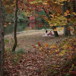 Autumn leaves on tree trunk