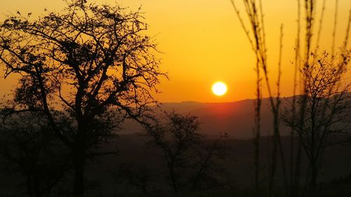 Silhouette tree against sky during sunset