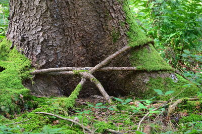 Close-up of tree trunk in forest