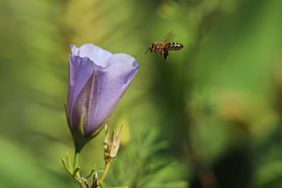 Close-up of insect pollinating on flower