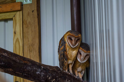 Barn owls perching on wooden railing against wall at zoo