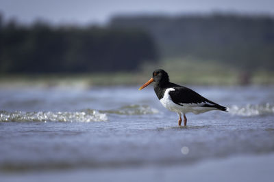 Oystercatcher at the shoreline on the swedish west coast.