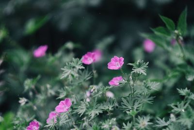 Close-up of pink flower