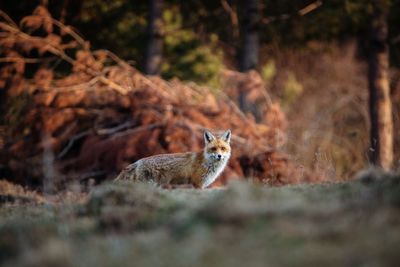 Red fox in the wilderness forest