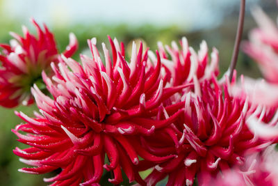 Close-up of pink flower