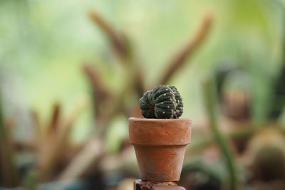 Close-up of succulent plant