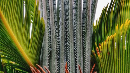 Close-up of palm tree