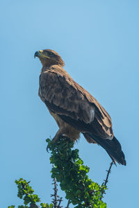 Low angle view of eagle perching on tree against sky