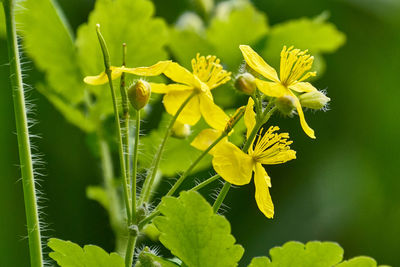 Close-up of yellow flowering plant