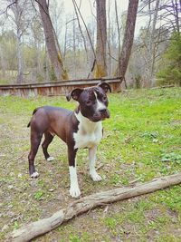 Portrait of dog standing on grass