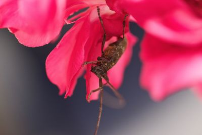 Close-up of insect on pink flower