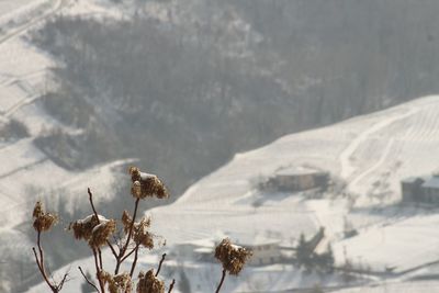 Close-up of wilted plant on snow