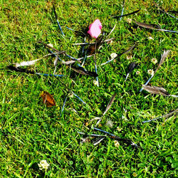 Plants growing on grassy field