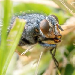 Close-up of bee on leaf