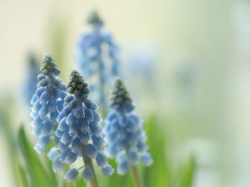 Close-up of fresh green plant